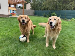 Zlaty retriever – Košice | Bazoš.sk